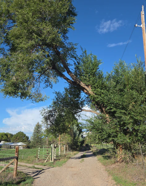 Emergency & Hazardous Tree Services (1)