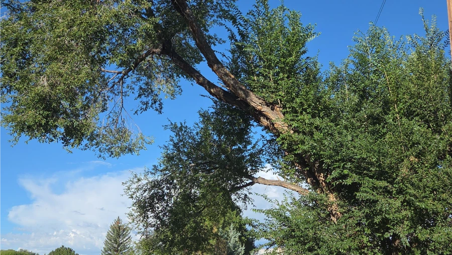 Emergency & Hazardous Tree Services Emergency & Hazardous Tree Services