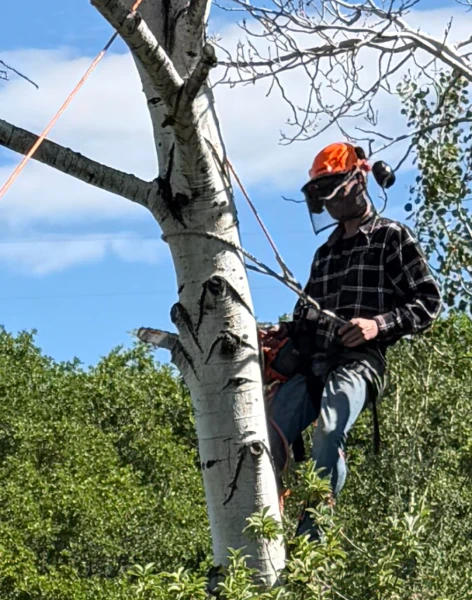 Tree Trimming & Pruning (1)