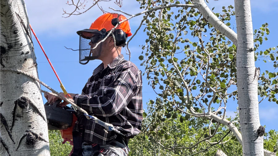 Tree Trimming & Pruning Tree Trimming & Pruning